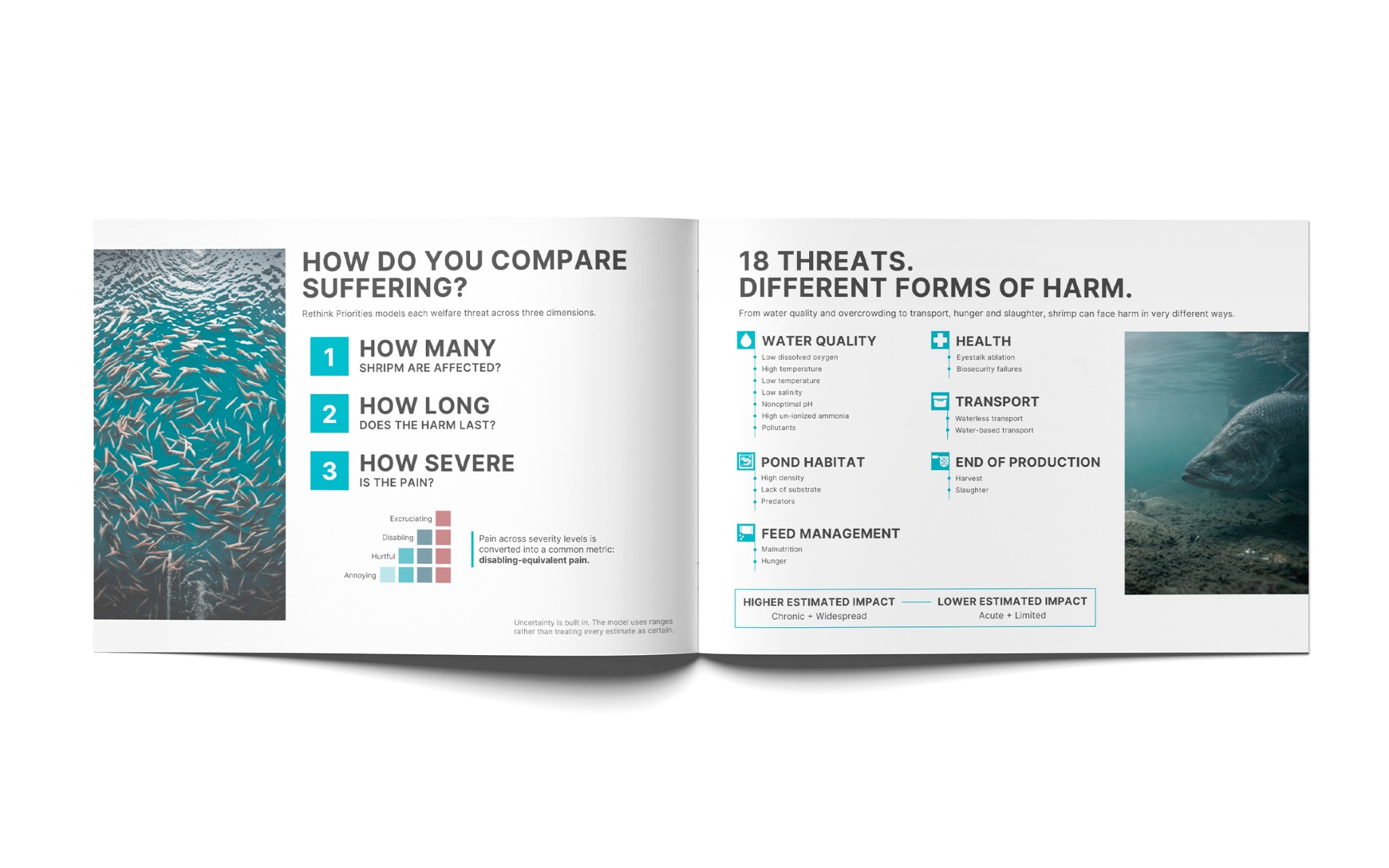 Shrimp welfare editorial spread