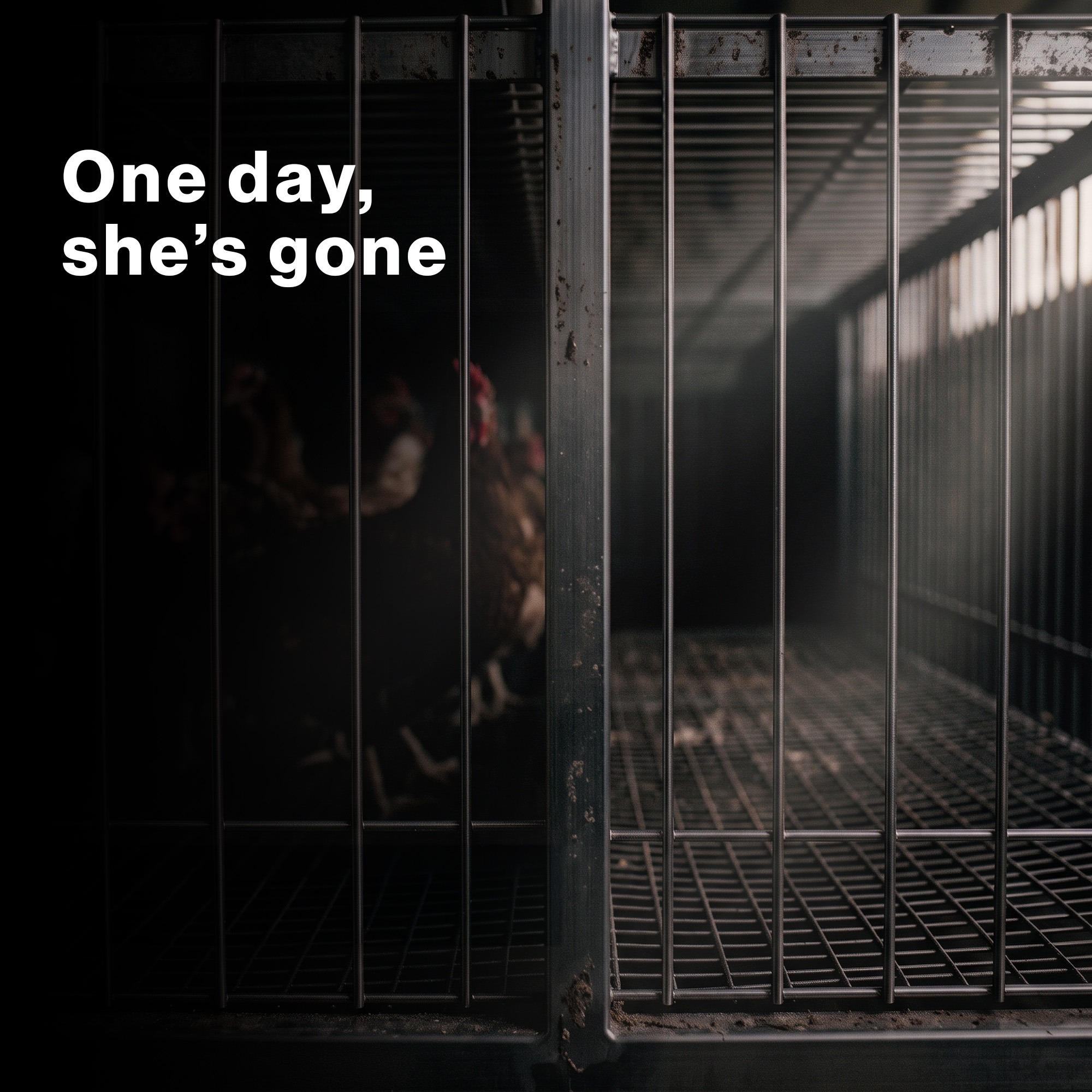 Animal Welfare Fund campaign slide 4
