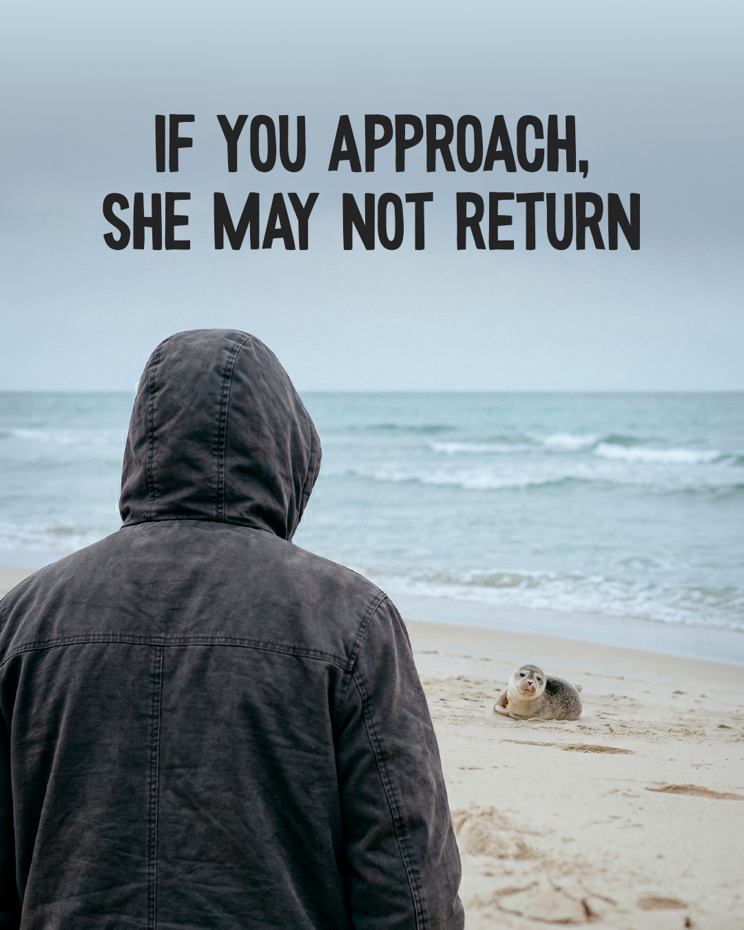 Baby seal campaign slide 3