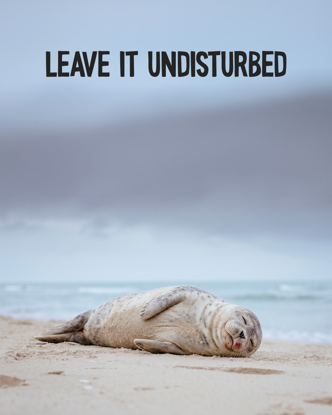 Baby seal campaign slide 5