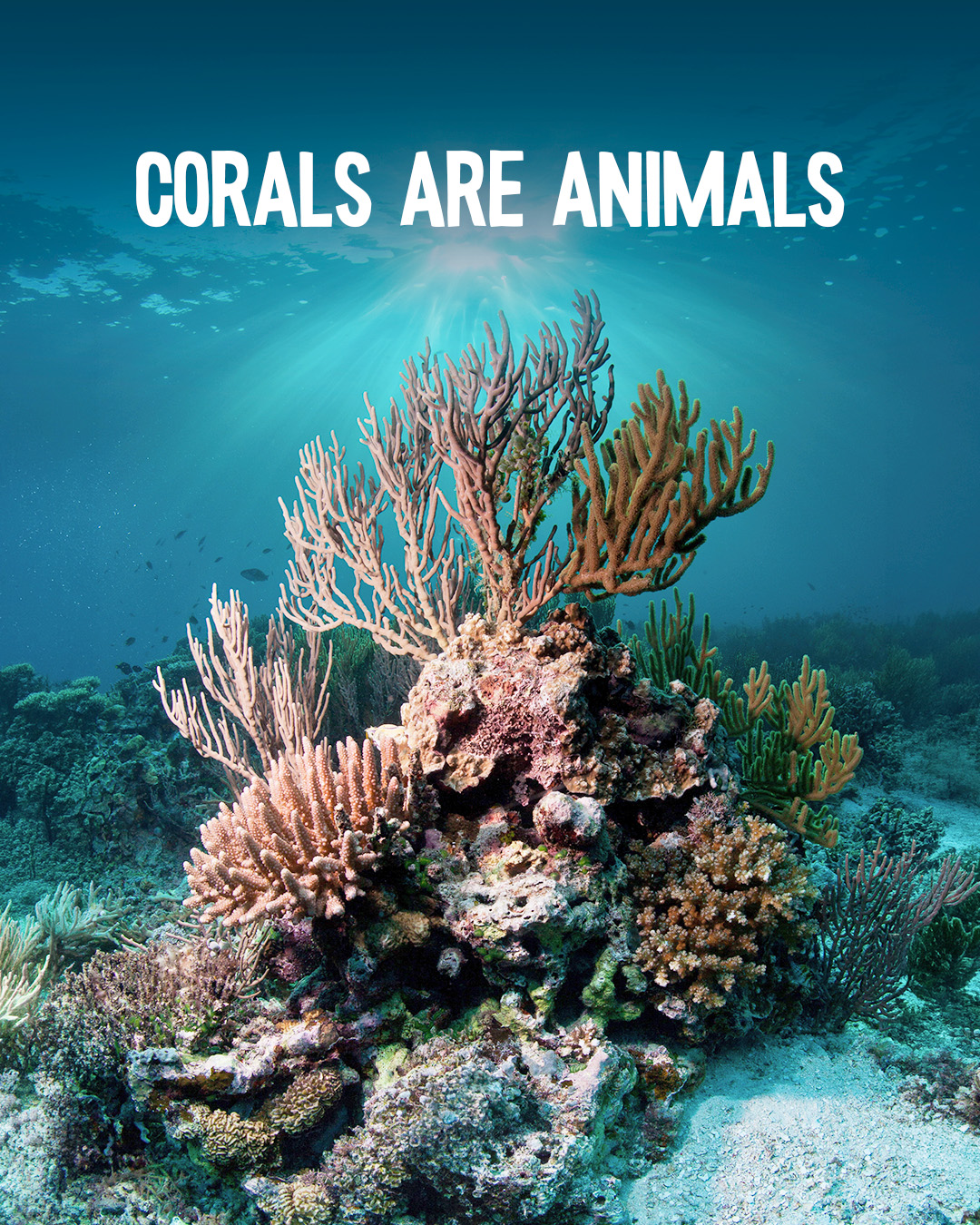 Coral campaign slide 1