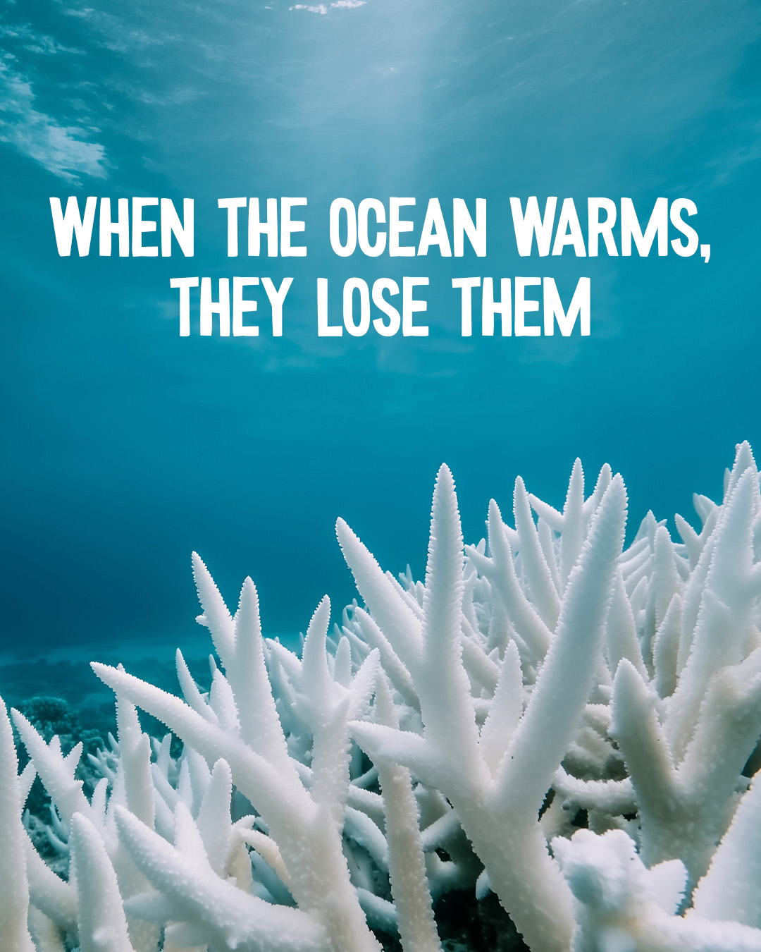 Coral campaign slide 3