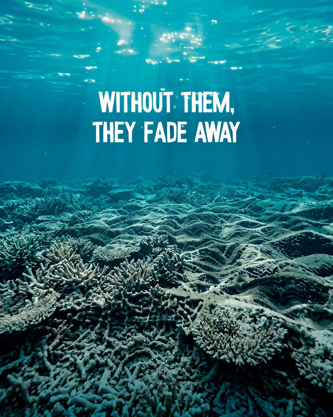 Coral campaign slide 4