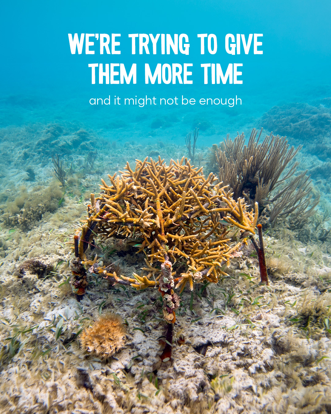 Coral campaign slide 6